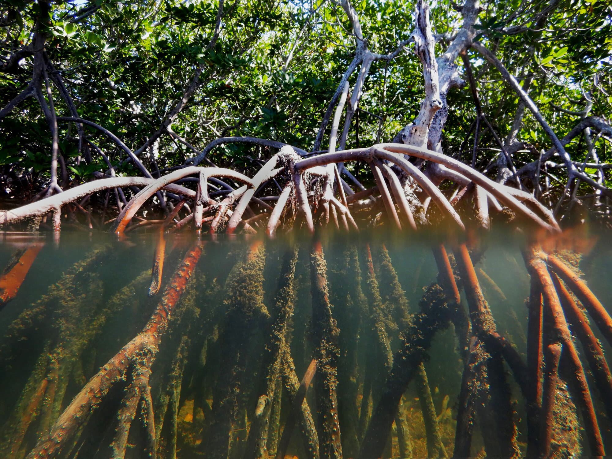 Raíces de manglar sumergidas en la costa de Chumico