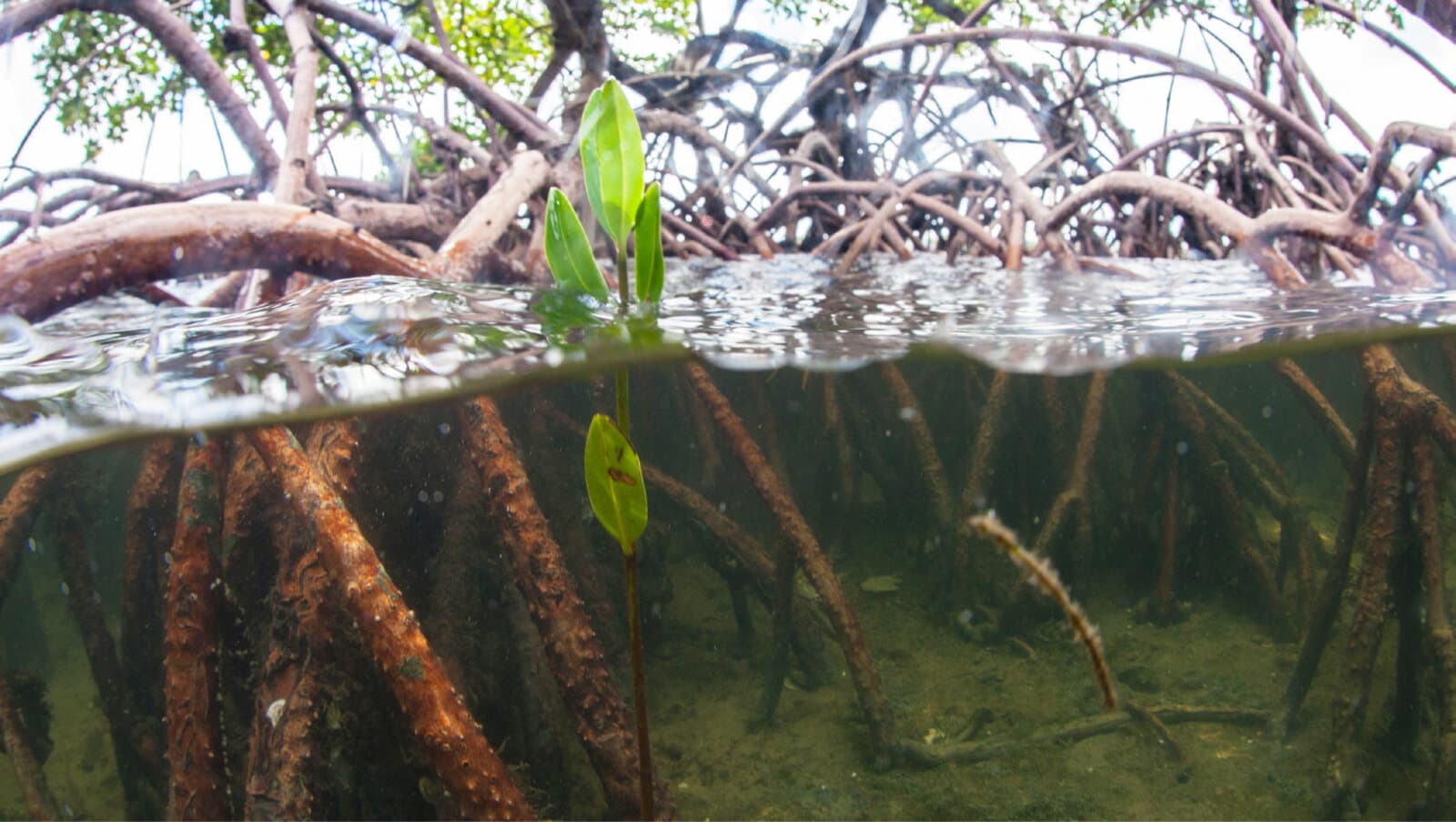 Manglar de Chumico entre el agua y la tierra